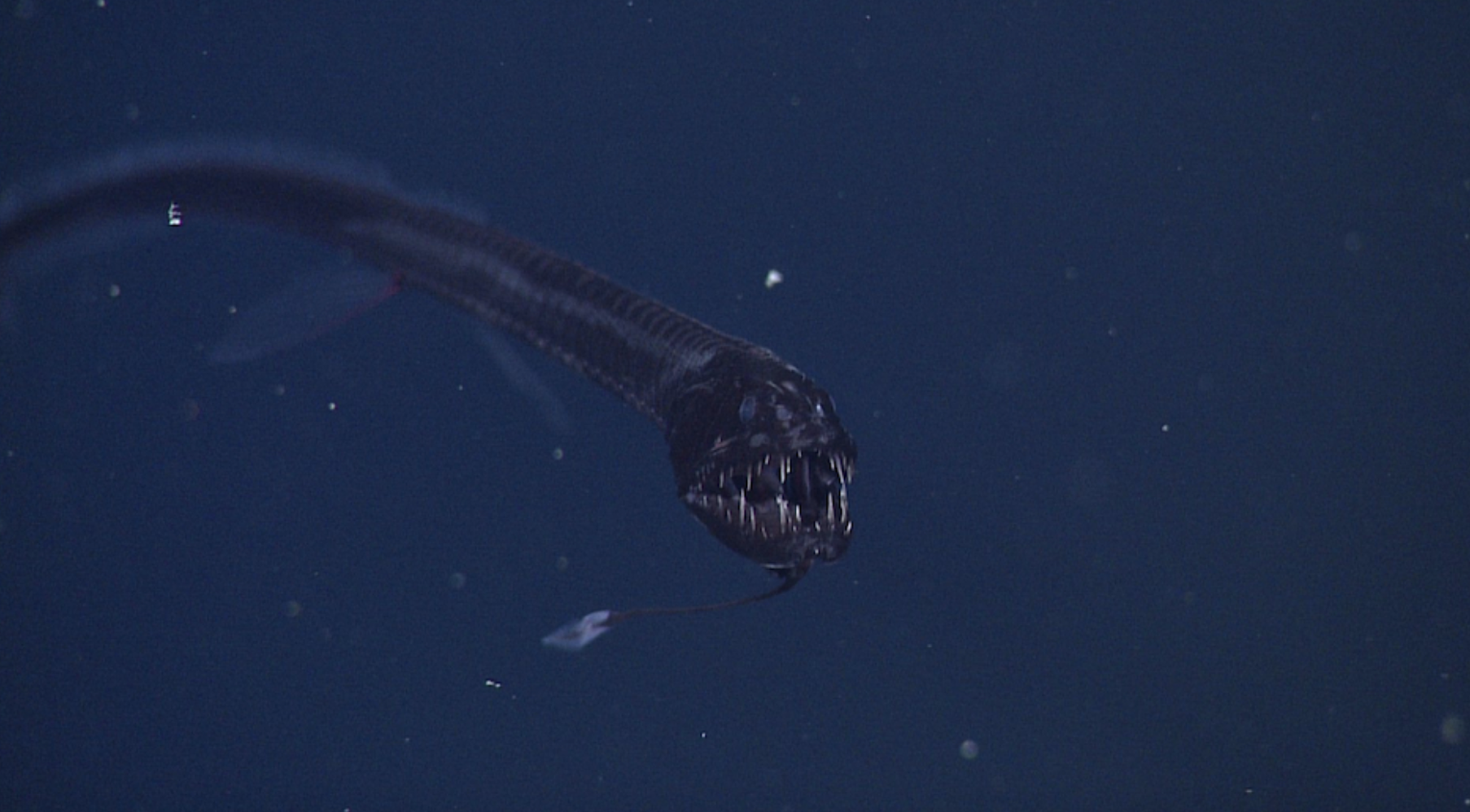 Feast Your Eyes on This Spectacular Rare Dragonfish Shimmering in The