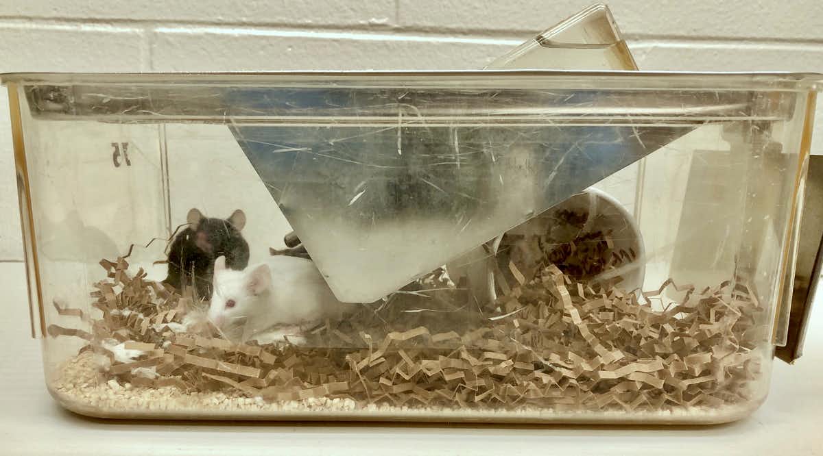 Ratos em uma gaiola com materiais de forrageamento