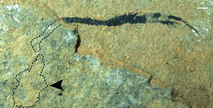 palaeospondylus in the rock