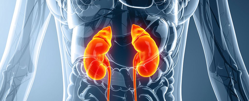 Researchers Just Found That Kidneys Act on Blood Differently Than We Thought Bef..