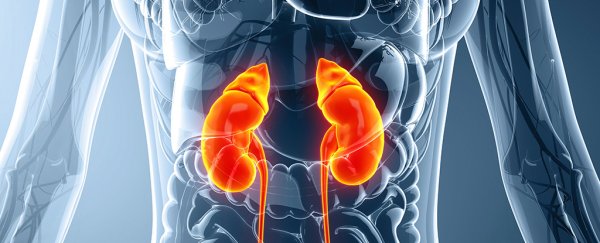  Researchers Just Found That Kidneys Act on Blood Differently Than We Thought Before  3DModelTwoKidneys_600