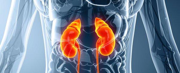 Researchers just found that kidneys act on blood differently than we thought before