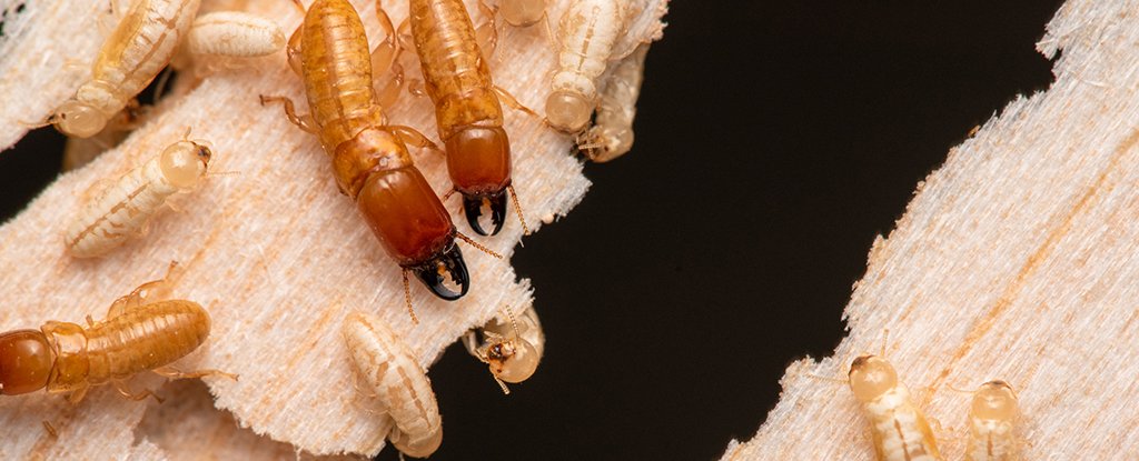 These Termites Have Been Voyaging Across The Ocean For Millions of Years