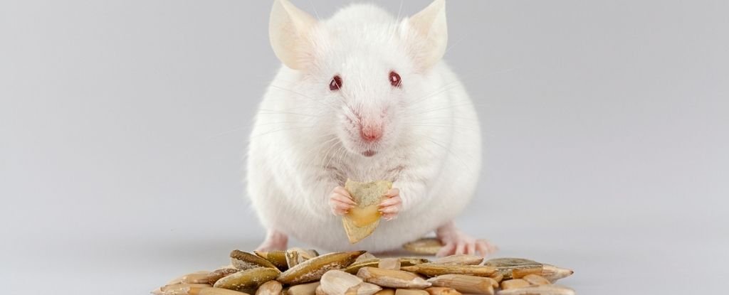 A Single Hormone That Can Help Increase Lifespan Has Been Identified in Mice