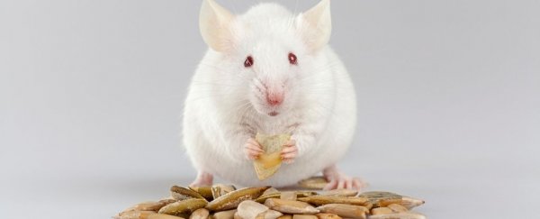 A single hormone that can help increase lifespan has been identified in mice
