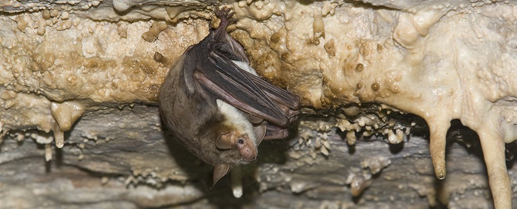 Un truco de mimetismo nunca antes visto acaba de ser grabado en Buzzing Bats