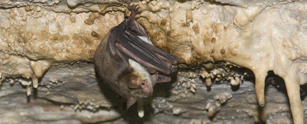 A never-before-seen mimicry trick has just been recorded in buzzing bats
