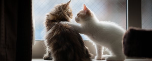 Cats remember each other's names, Japanese study suggests