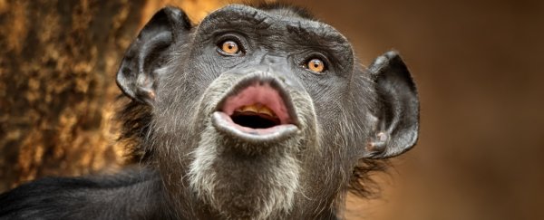 Thousands of chimp vocal recordings reveal a hidden language we never knew about