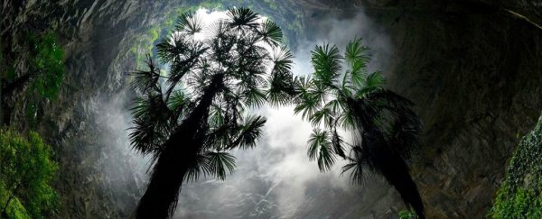 A giant sinkhole has been discovered in China with its very own forest