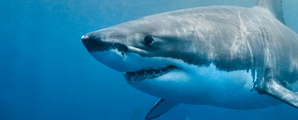 A cool 1,000-pound great white shark has just been spotted near New Jersey
