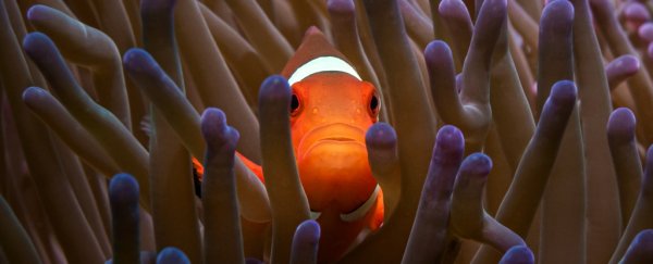 Clownfish Peering From Coral