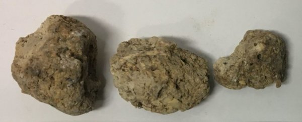 The builders of Stonehenge left behind poop, and we now know what was in it
