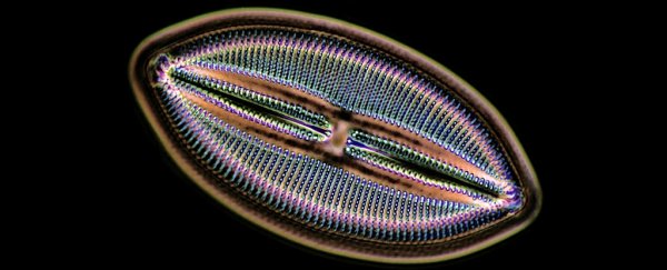 Acid oceans could drastically cut down one of the world's biggest oxygen producers