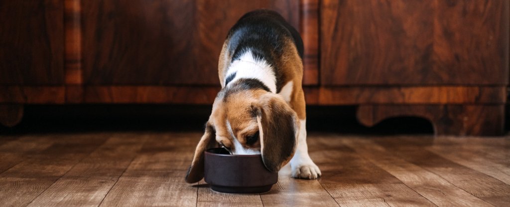 How Often Should You Feed Your Dog? Giant Study Reveals a Surprising Answer