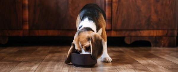 How often should you feed your dog? Giant study reveals a surprising answer