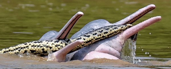 Yes, those are dolphins with an anaconda. There's a perfectly good explanation