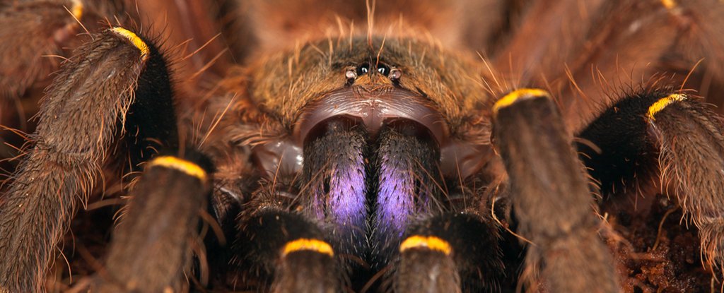 Scientists Have Exposed a 'Hidden' Global Arachnid Trade, And It Has Dire Conseq..