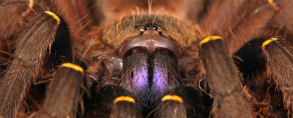 Scientists have exposed a 'hidden' global arachnid trade, and it has dire consequences