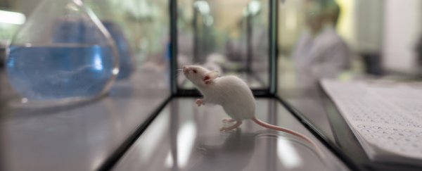 Effects of aging have been reversed by putting young mouse poop in old mice