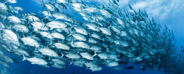 Mapping the Pacific's busiest 'blue corridors' could help us save fish populations