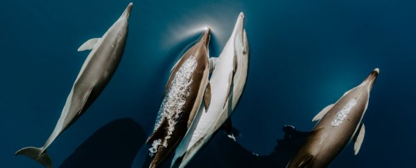 Dolphins keep tabs on each other by tasting pee, especially if it's pee from a friend