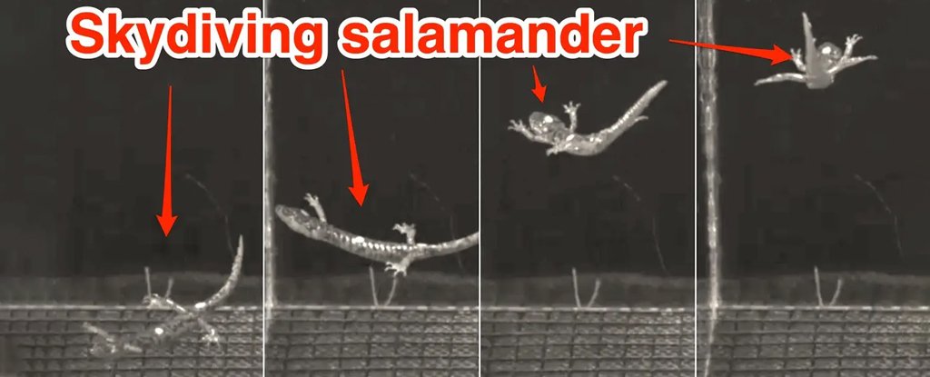 Annotated video stills show the salamander assuming a skydiving-like position. 