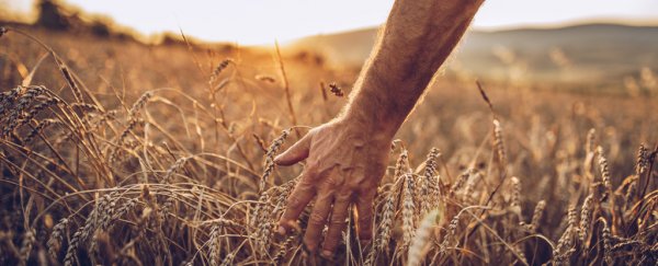 Ancient Genes Reveal Early Farmers' Origins As More Complicated Than We Thought