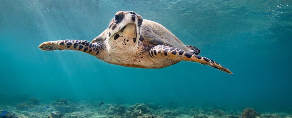 We just got closer to the secret of how turtles navigate in the open ocean