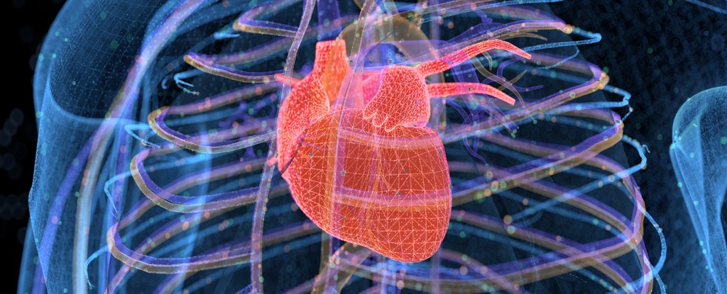 The Human Heart Can Repair Itself, And We Now Know Which Cells Are Crucial For I..
