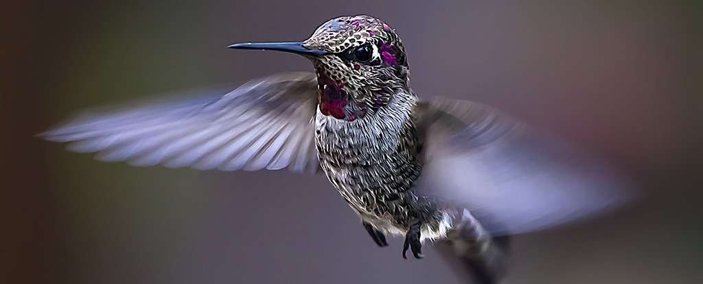 Des scientifiques emmènent des colibris sur une montagne pour voir ce que le changement climatique leur fera