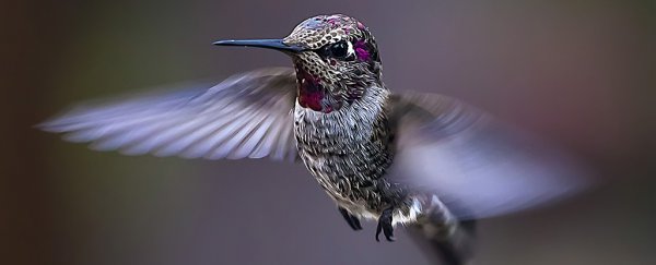 Scientists took hummingbirds up a mountain to see what climate change would do to them