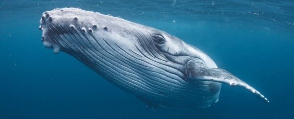 This new AI can detect the calls of animals swimming in an ocean of noise