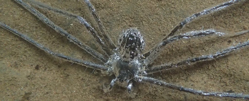 The Trechalea extensa caught on camera. 