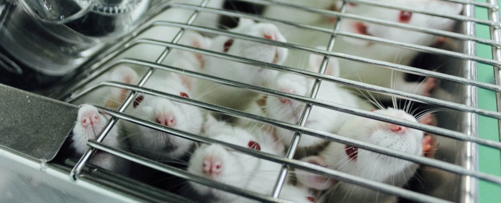 There's a Major Issue With How We Treat Lab Mice, And It Could Affect Study Resu..