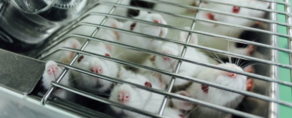 There's a major issue with how we treat lab mice, and it could affect study results