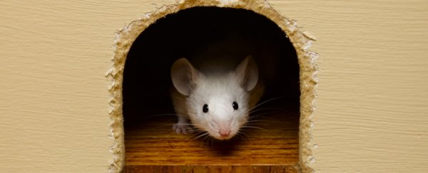 Why virgin male mice are so scared by the smell of this common fruit