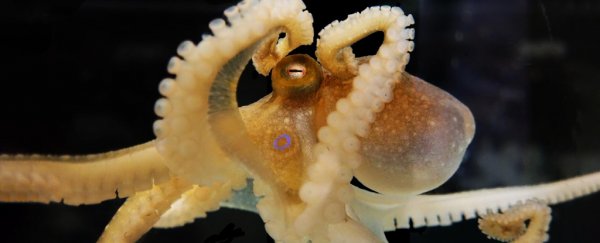 New Analysis Shows Cephalopod Genomes Are Even Weirder Than You'd Expect