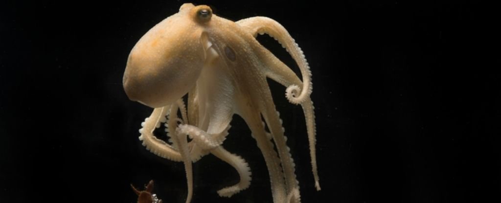 Octopus bimaculoides. 