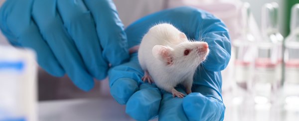 Old Mice 'Rejuvenated' With Injections of Brain Fluid From The Young