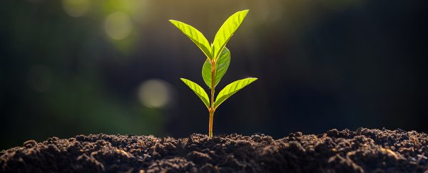 Biologists may have solved a 30-year-old mystery on why touch stresses plants out