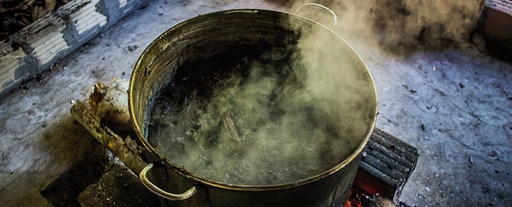 Pot of ayahuasca brewing. 