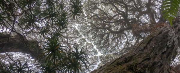 Climate change has been killing rainforest trees for longer than we realized