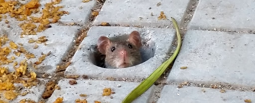 Las ratas de ciudad no son las ‘esponjas de enfermedades’ mortales que pensamos.  Los científicos explican por qué