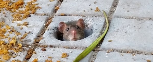 City rats aren't the deadly 'disease sponges' we think. Scientists explain why