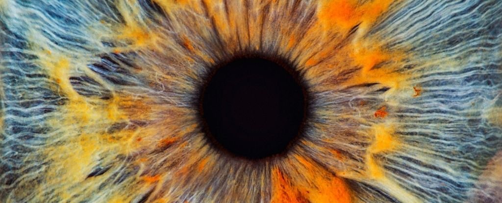Scientists Have Revived a Glimmer of Activity in Human Eyes After Death – ScienceAlert