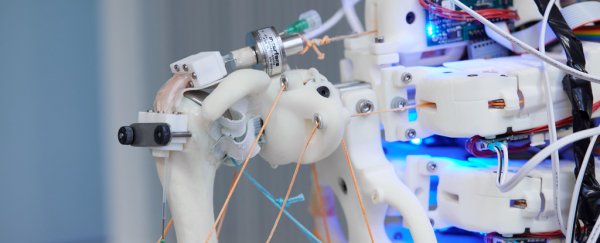 Robotic shoulders may be the key to lab-made tendon grafts