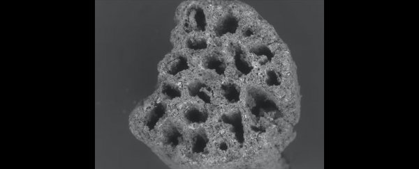 65,000 years of food scraps show how one culture thrived during environmental changes