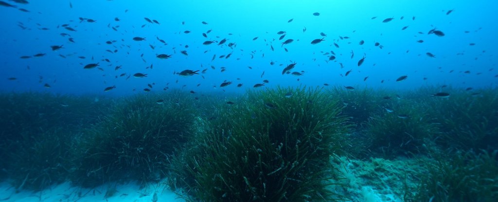 Seagrasses on the ocean floor. 