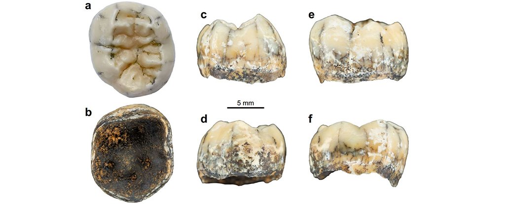 Diente antiguo una vez perteneció a los misteriosos denisovanos, piensan los científicos